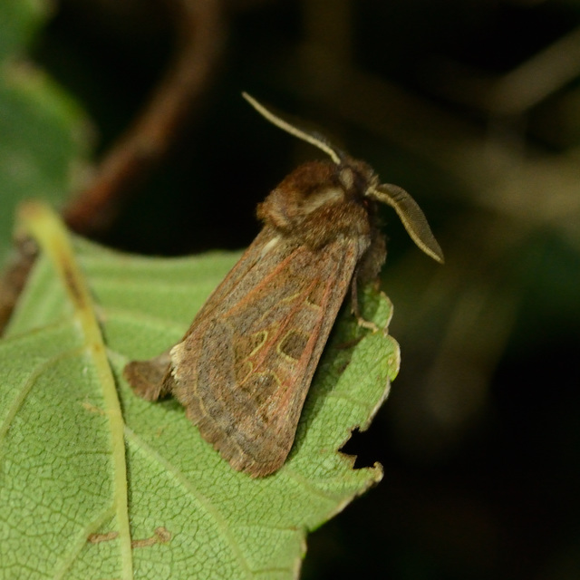 Episema glaucina - fogasjegyű liliombagoly