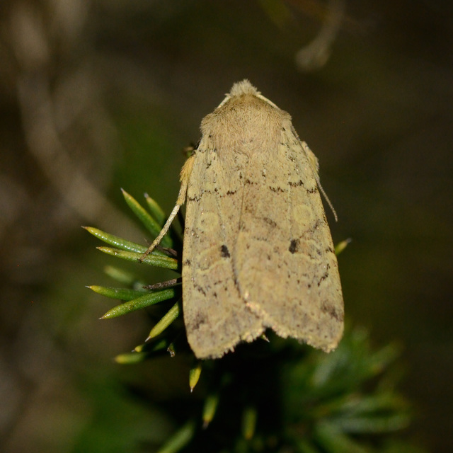 Propenistra laevis - könnyű őszibagoly