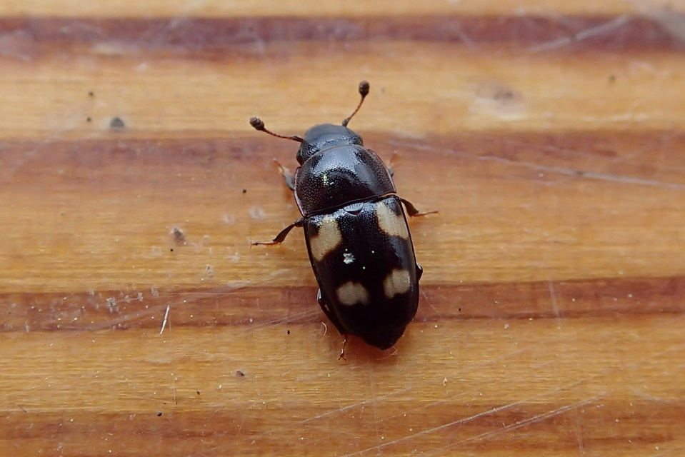 Glischrochilus quadrisignatus - amerikai fénybogár Glischrochilus quadrisignatus - amerikai fénybogár