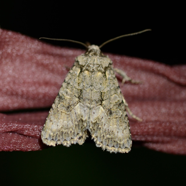 Dryobotodes monochroma - szürke tölgybagoly