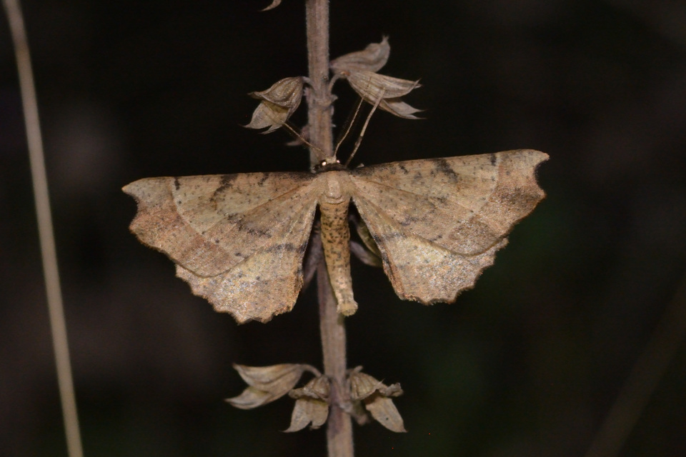 Artiora evonymaria - kecskerágó-araszoló