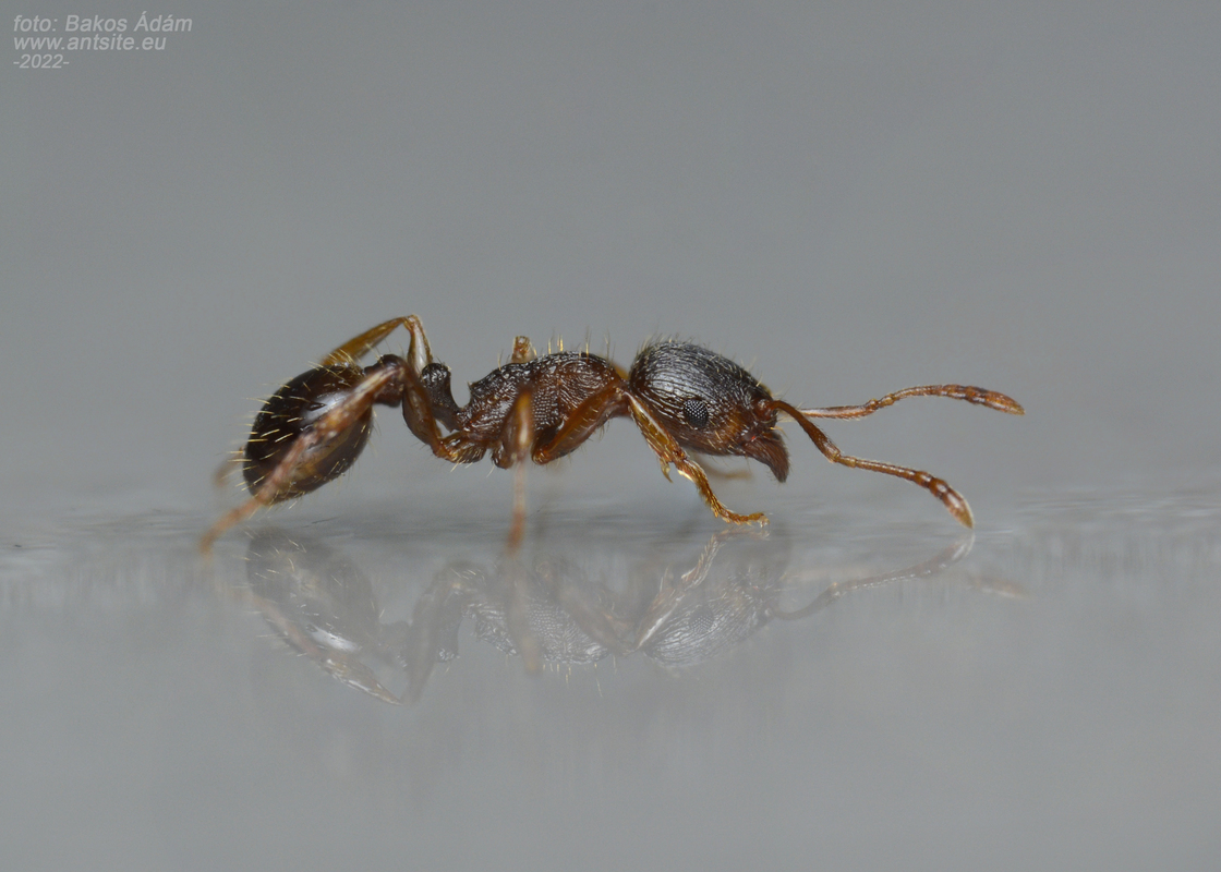 Tetramorium ferox - orosz gyepihangya