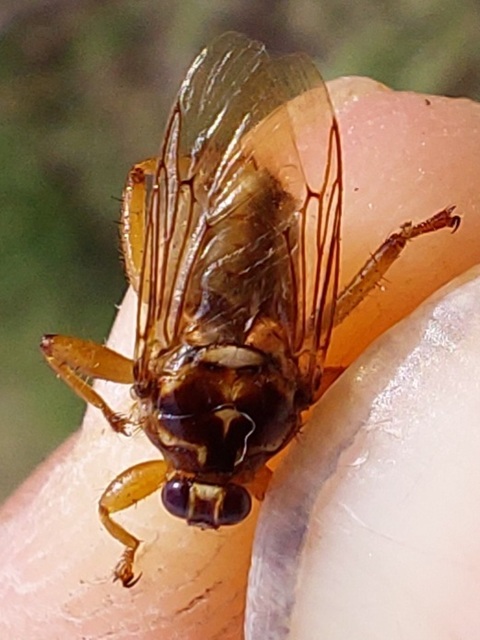 Hippobosca equina - ló-kullancslégy