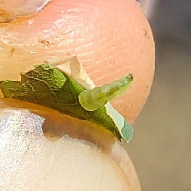 Parectopa robiniella - akáclevél-hólyagosmoly