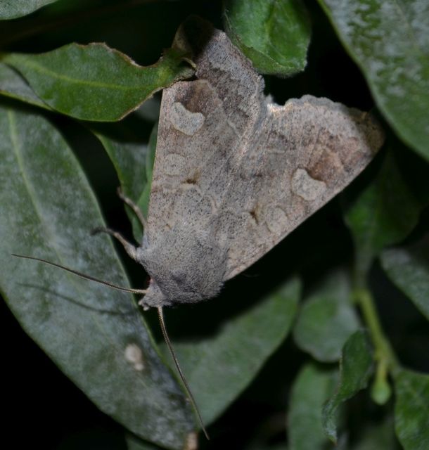 Ammoconia caecimacula - szürke őszibagoly