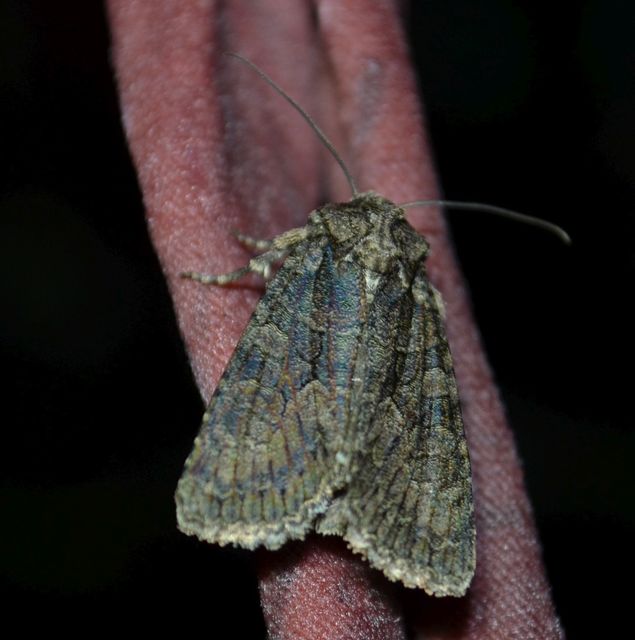 Dryobotodes monochroma - szürke tölgybagoly