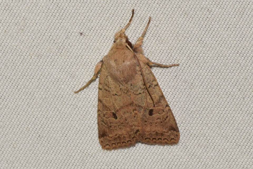 Propenistra laevis - könnyű őszibagoly