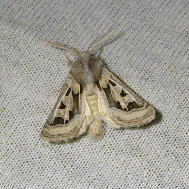 Episema glaucina - fogasjegyű liliombagoly