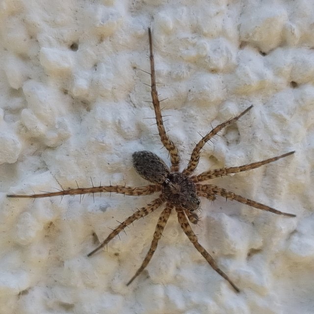 Pardosa hortensis