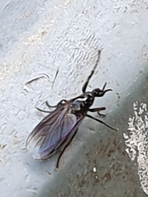 Bibionidae - bársonylegyek