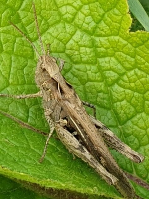Chorthippus (Glyptobothrus) (subgenus)
