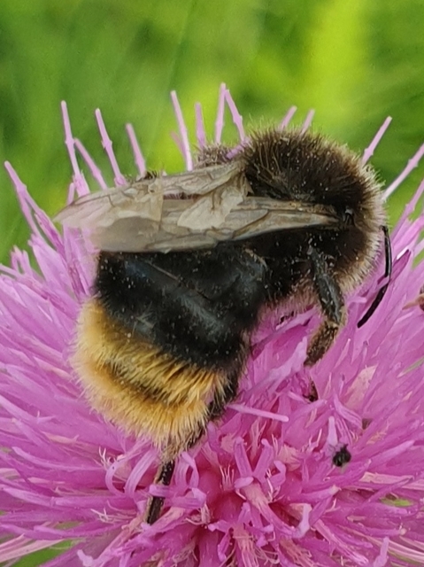 Bombus ruderarius