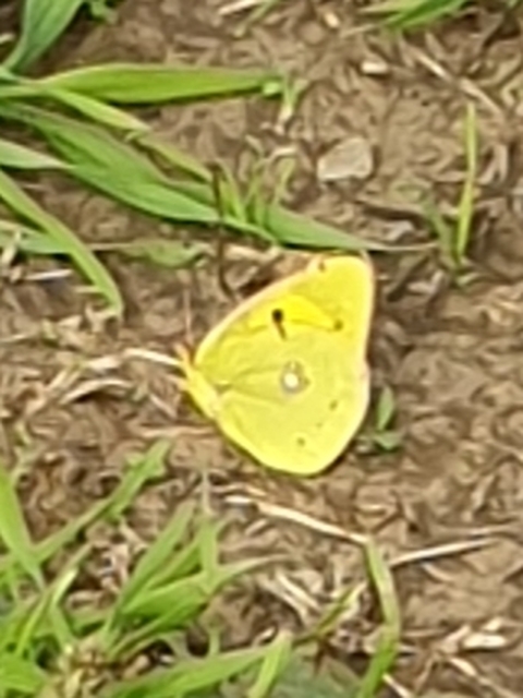 Colias erate - csángó-kéneslepke