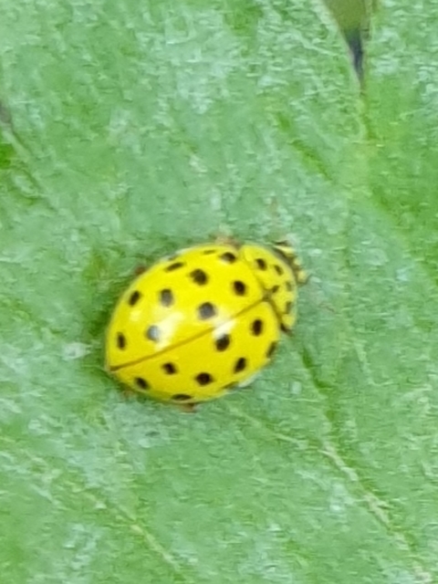 Psyllobora vigintiduopunctata - huszonkétpettyes katica