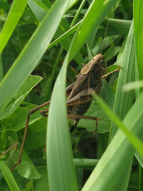 Platycleis grisea - szürke rétiszöcske