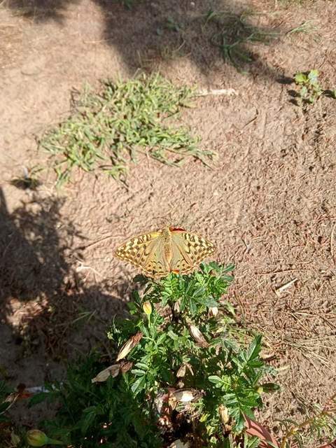 Argynnis pandora - zöldes gyöngyházlepke
