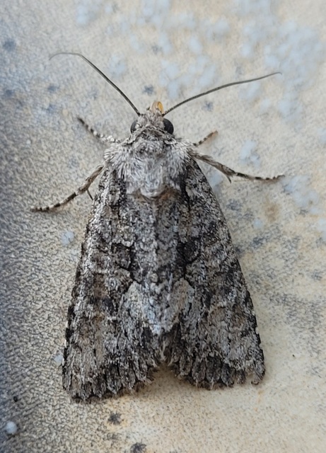 Dryobotodes monochroma - szürke tölgybagoly