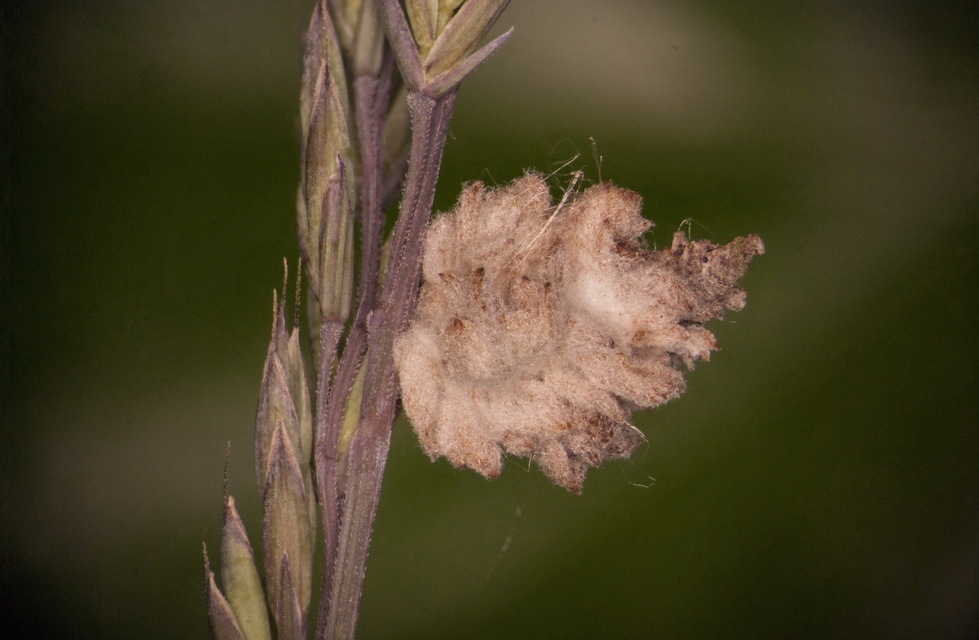 Coleophora santonici - szikespusztai zsákosmoly