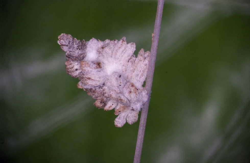 Microlepidoptera - Molylepkék