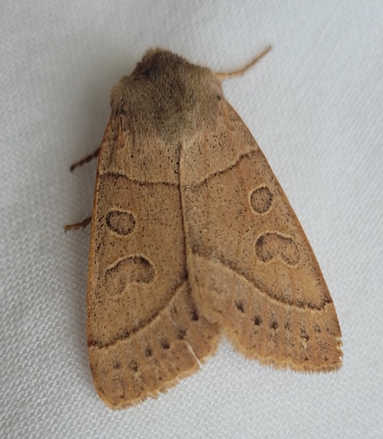 Mesogona acetosellae - madársóskabagoly