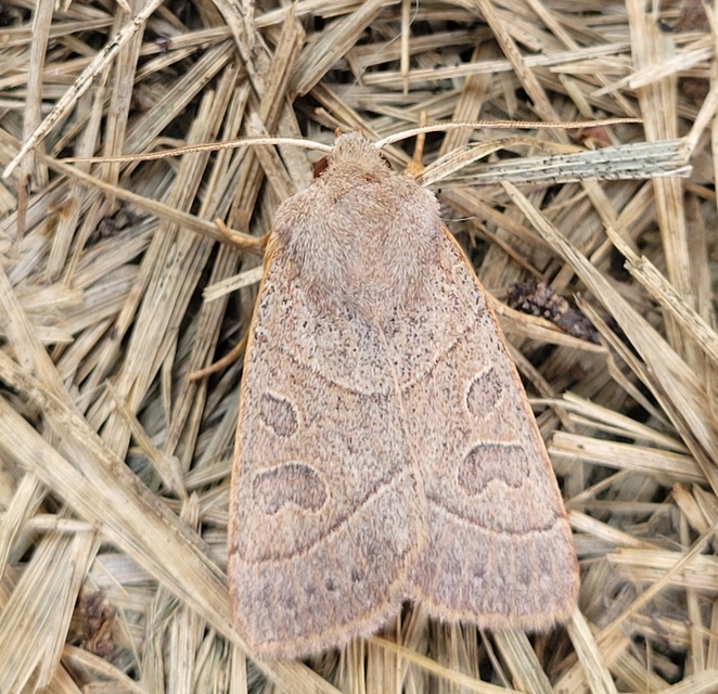 Mesogona acetosellae - madársóskabagoly