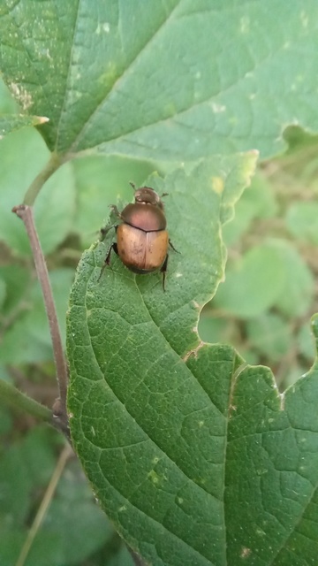 Onthophagus coenobita - rezes trágyatúró