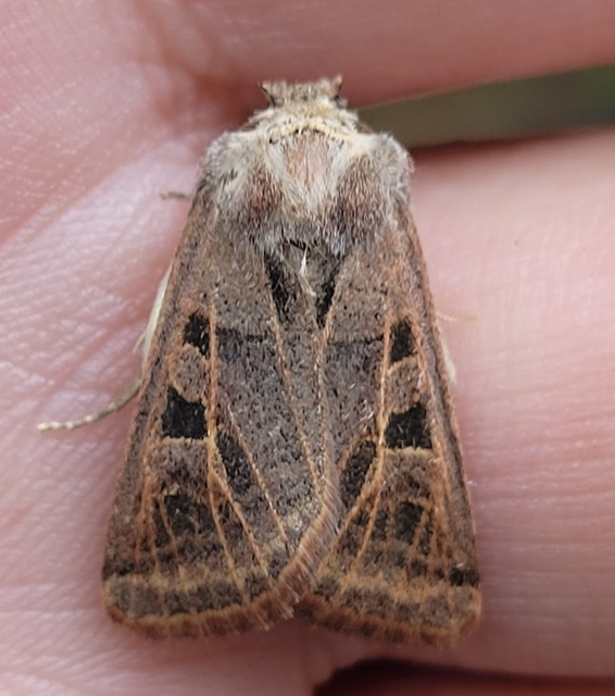 Episema glaucina - fogasjegyű liliombagoly