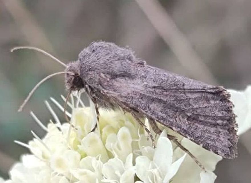 Aporophyla lutulenta - sziki őszibagoly