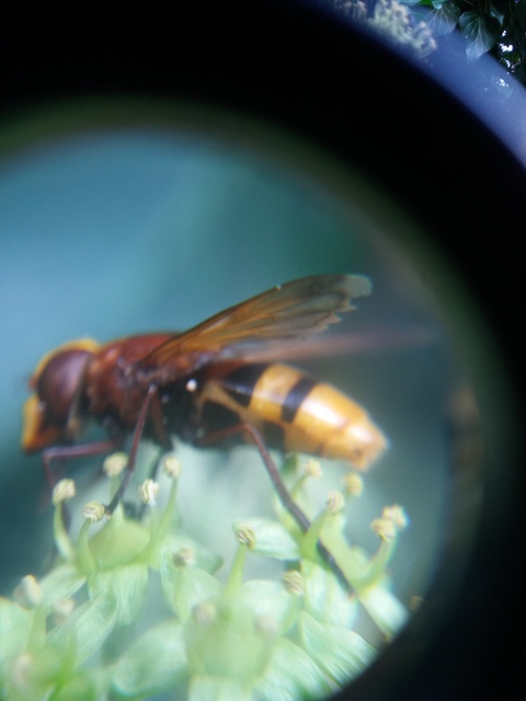 Volucella zonaria - kétöves pihelégy