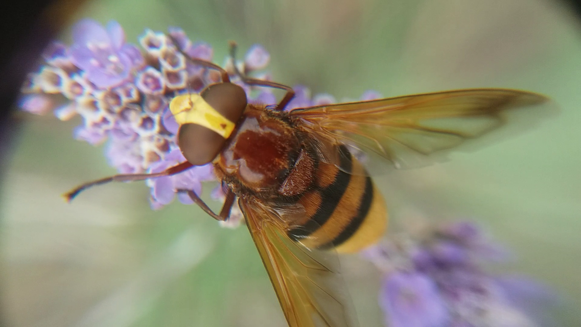 Volucella zonaria - kétöves pihelégy