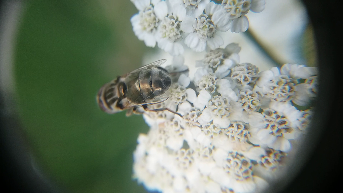 Eristalinus