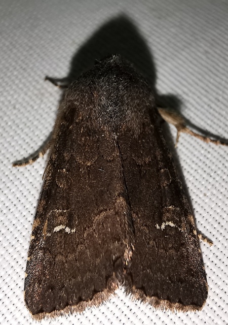 Aporophyla lutulenta - sziki őszibagoly