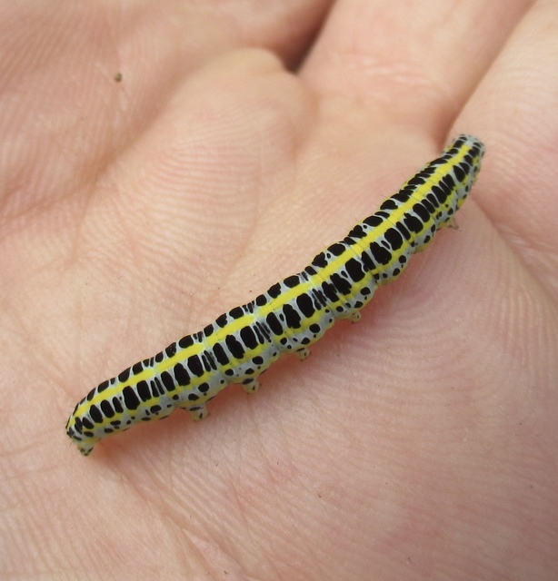 Calophasia lunula - gyújtoványfű-apróbagoly