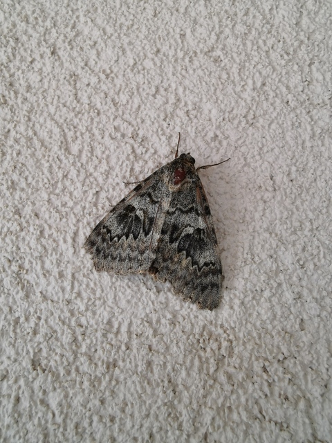 Catocala elocata - közönséges övesbagoly
