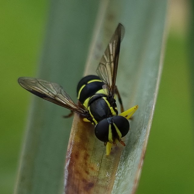 Xanthogramma