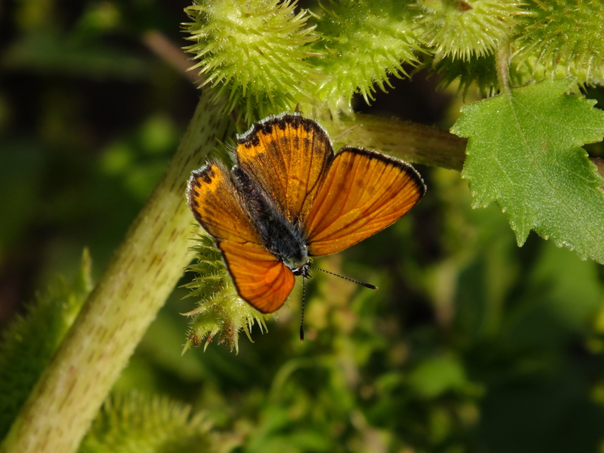 Lycaena thersamon - kis tűzlepke