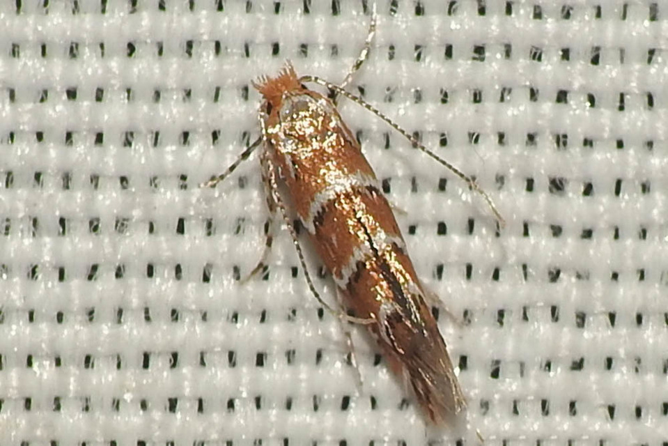 Cameraria ohridella - vadgesztenye-sátorosmoly