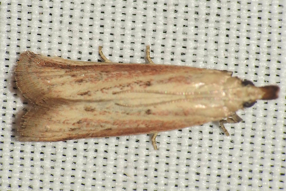 Hypsotropa unipunctella - sztyeppréti karcsúmoly