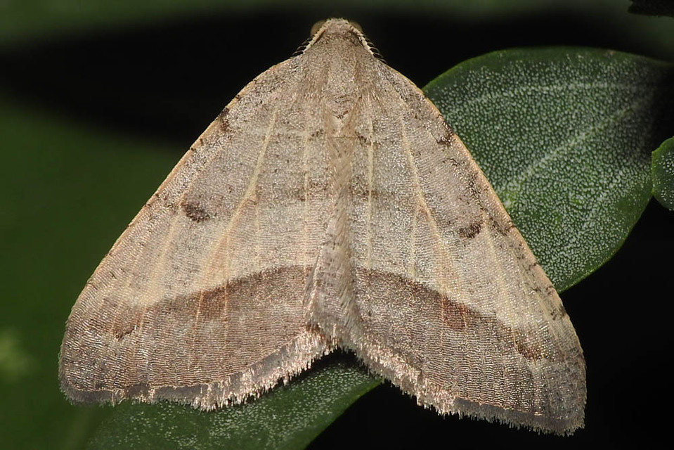 Macaria artesiaria - ibolyásszürke araszoló