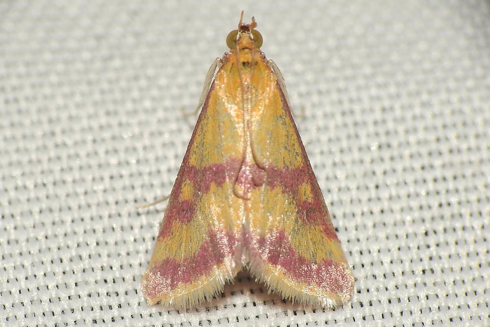 Pyrausta sanguinalis/virginalis