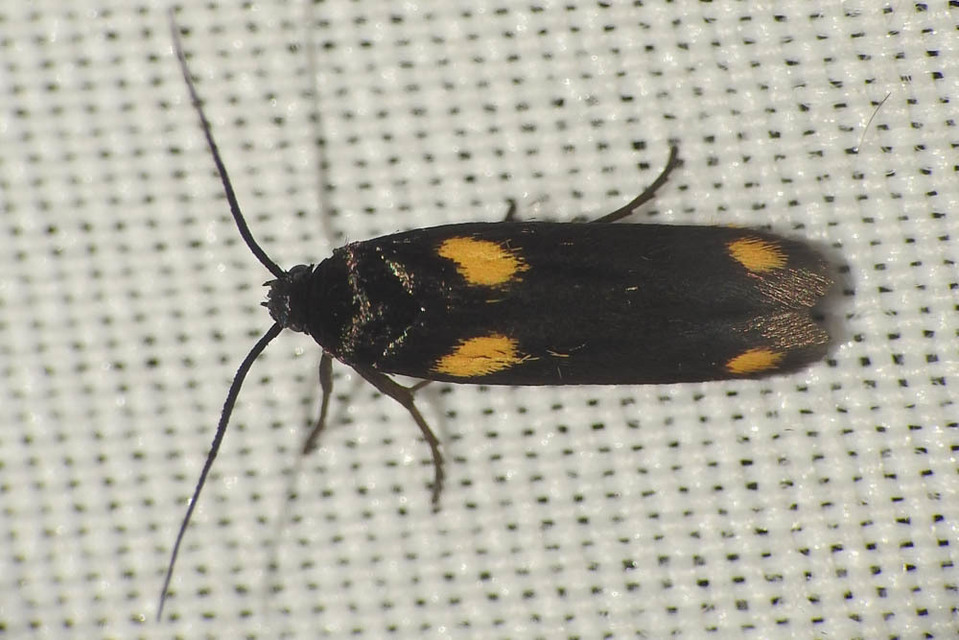 Scythris sinensis - aranyfarú zöldmoly