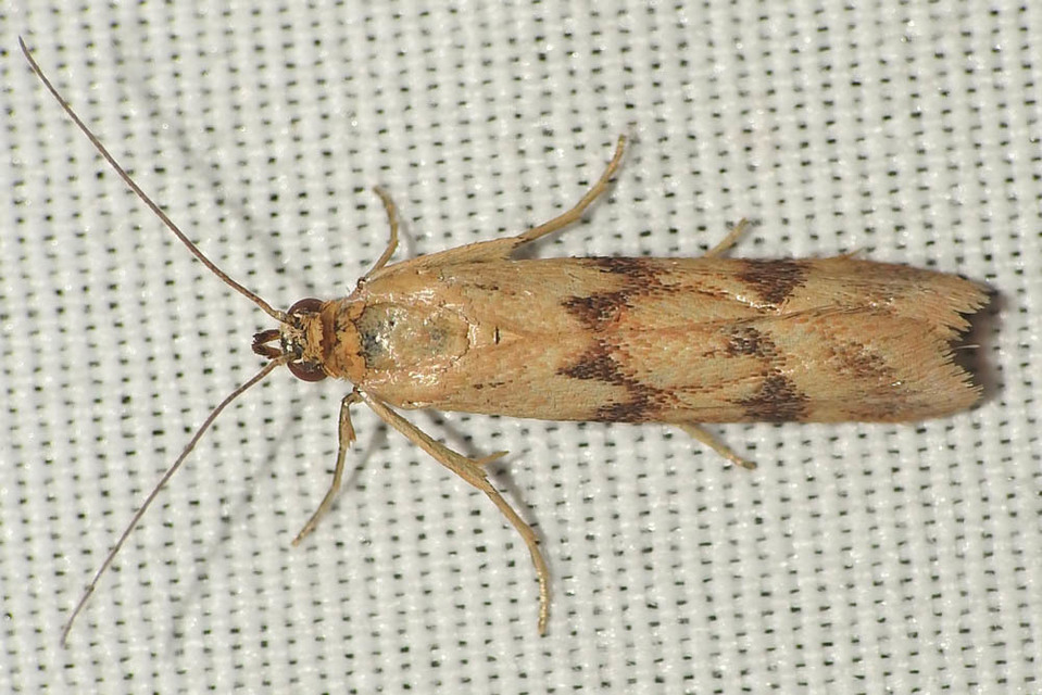 Homoeosoma sinuella - agyagsárga karcsúmoly