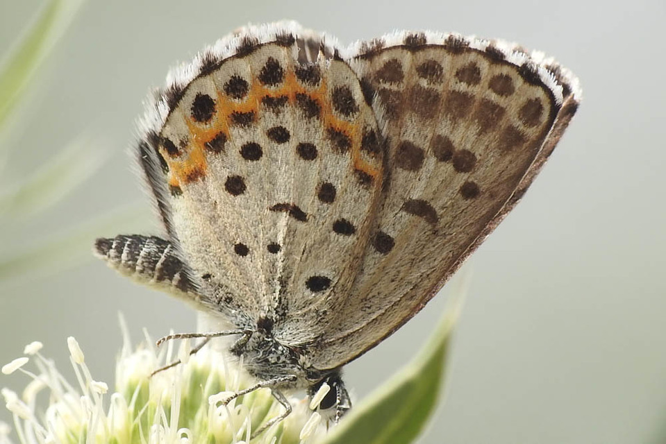 Scolitantides orion - szemes boglárka