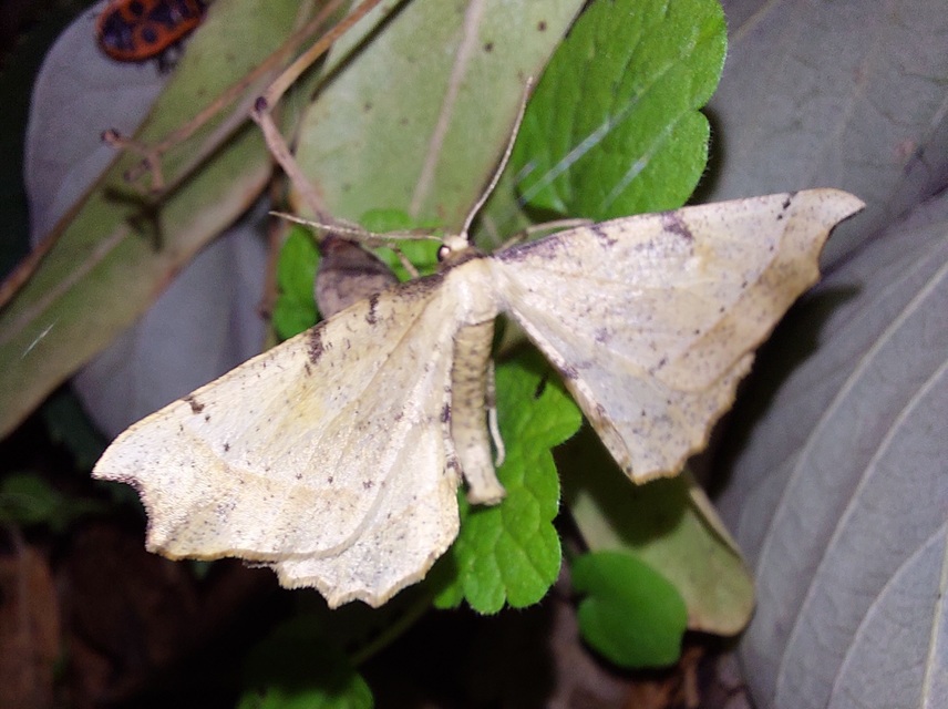 Artiora evonymaria - kecskerágó-araszoló