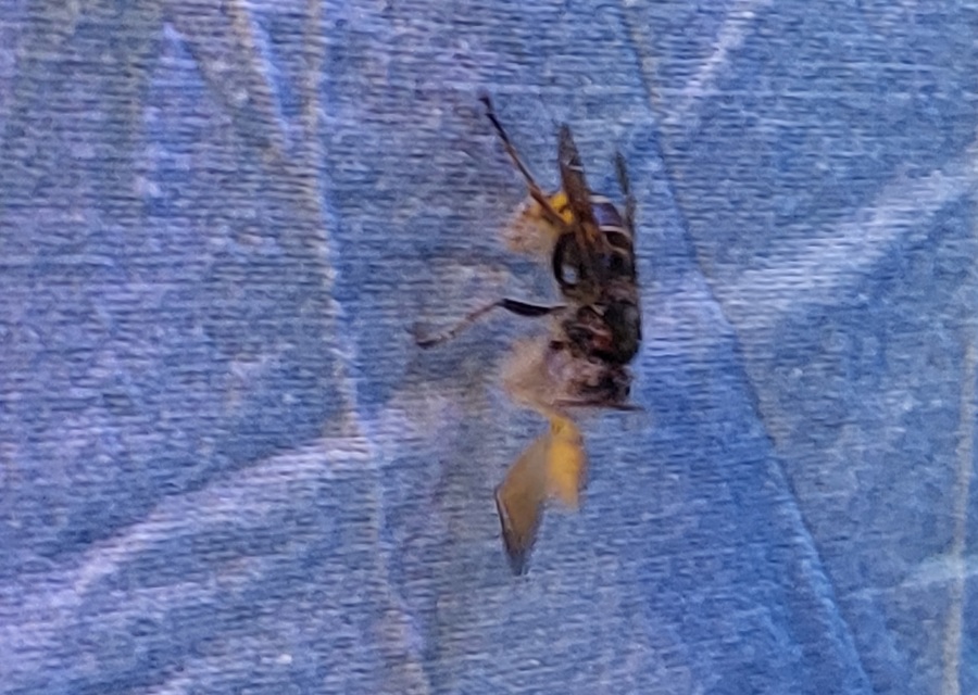 Vespa crabro - lódarázs