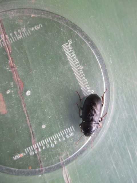 Zabrus tenebrioides - gabonafutó
