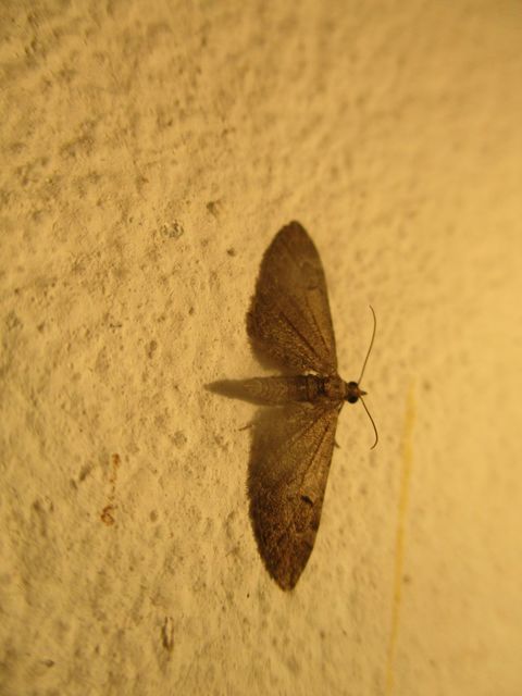 Eupithecia innotata - hegyesszárnyú törpearaszoló