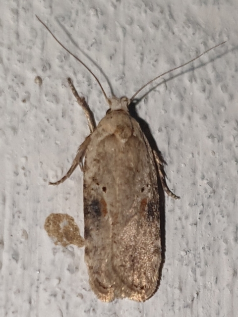 Agonopterix alstromeriana - bürök-laposmoly