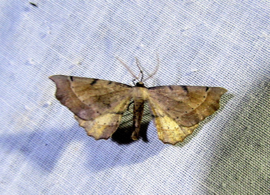 Artiora evonymaria - kecskerágó-araszoló