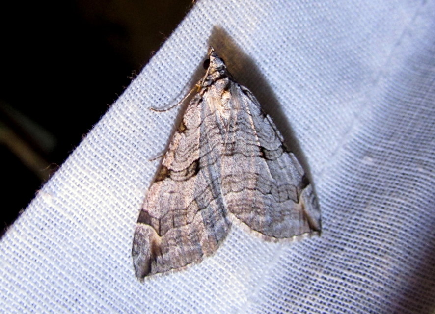 Aplocera efformata/plagiata